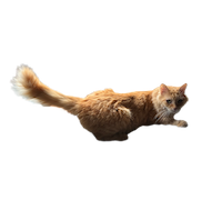 Whiskers the cat